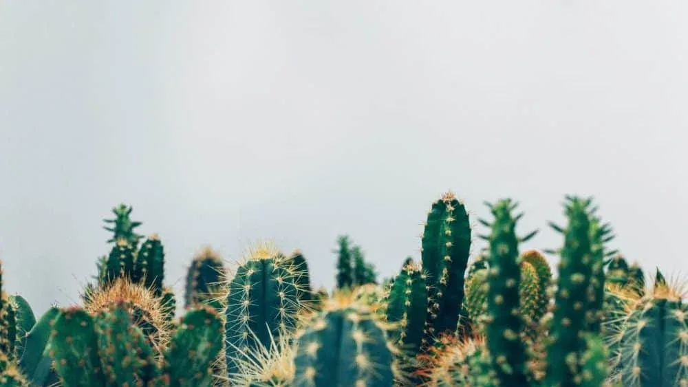 Avoiding discomfort: the 