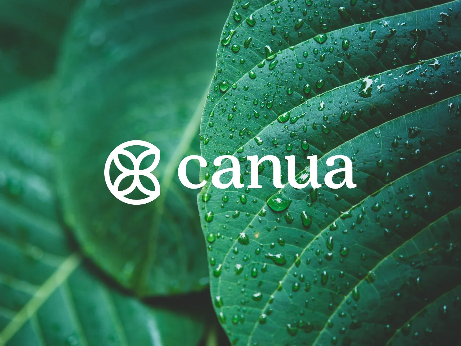 Canua logo variations